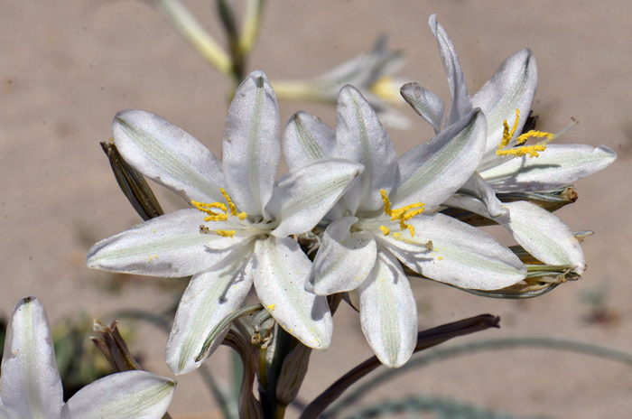is undoubtedly one of the most dramatic, spectacular desert flowers resembling Easter lilies, in the southwestern United States. is undoubtedly one of the most dramatic, spectacular desert flowers resembling Easter lilies, in the southwestern United States.